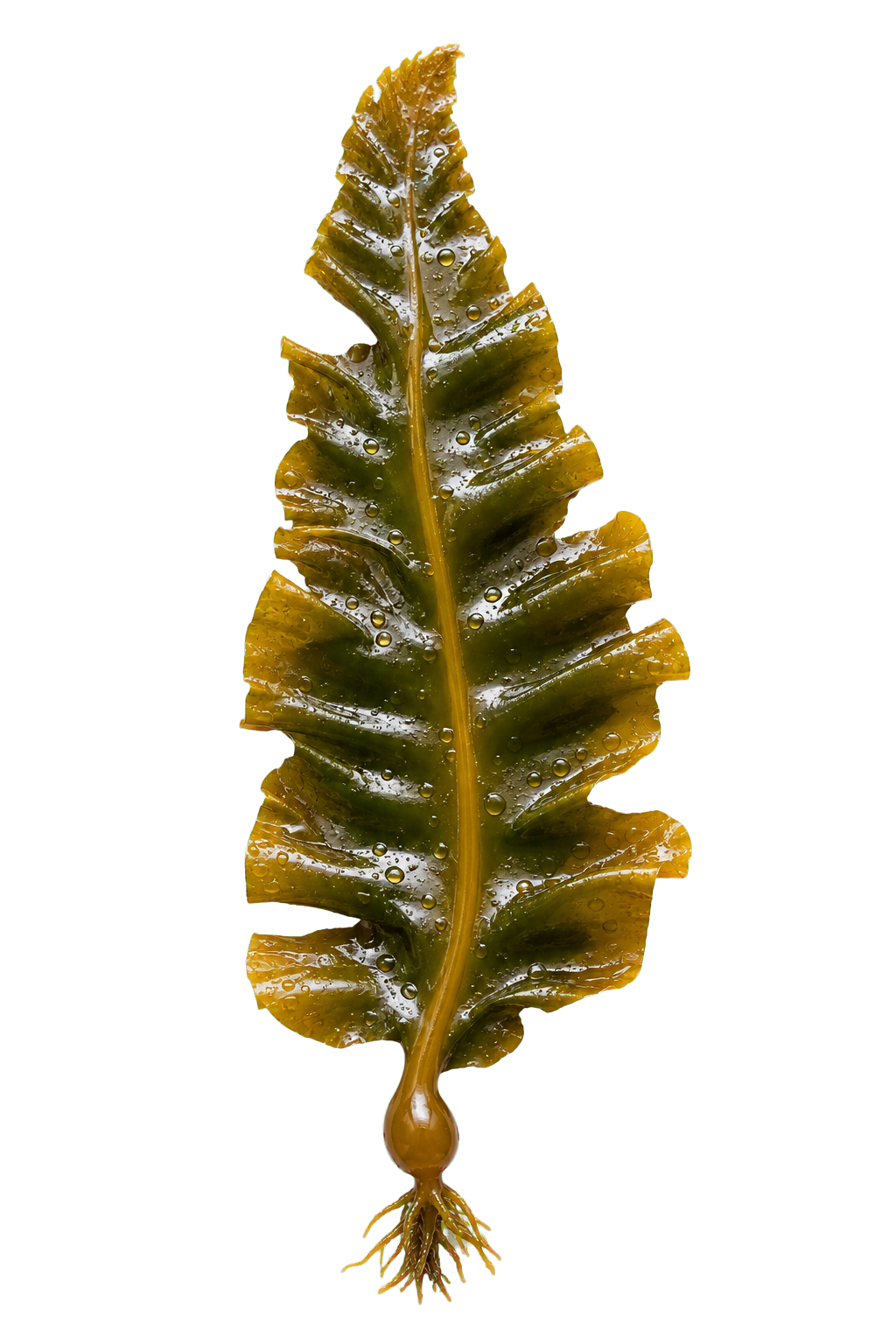 Cut-out of a single brown kelp frond