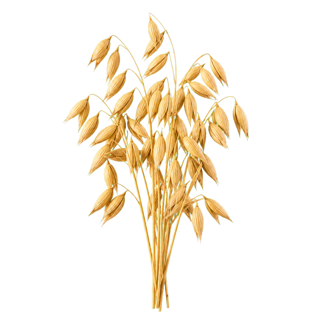 Oat stalks