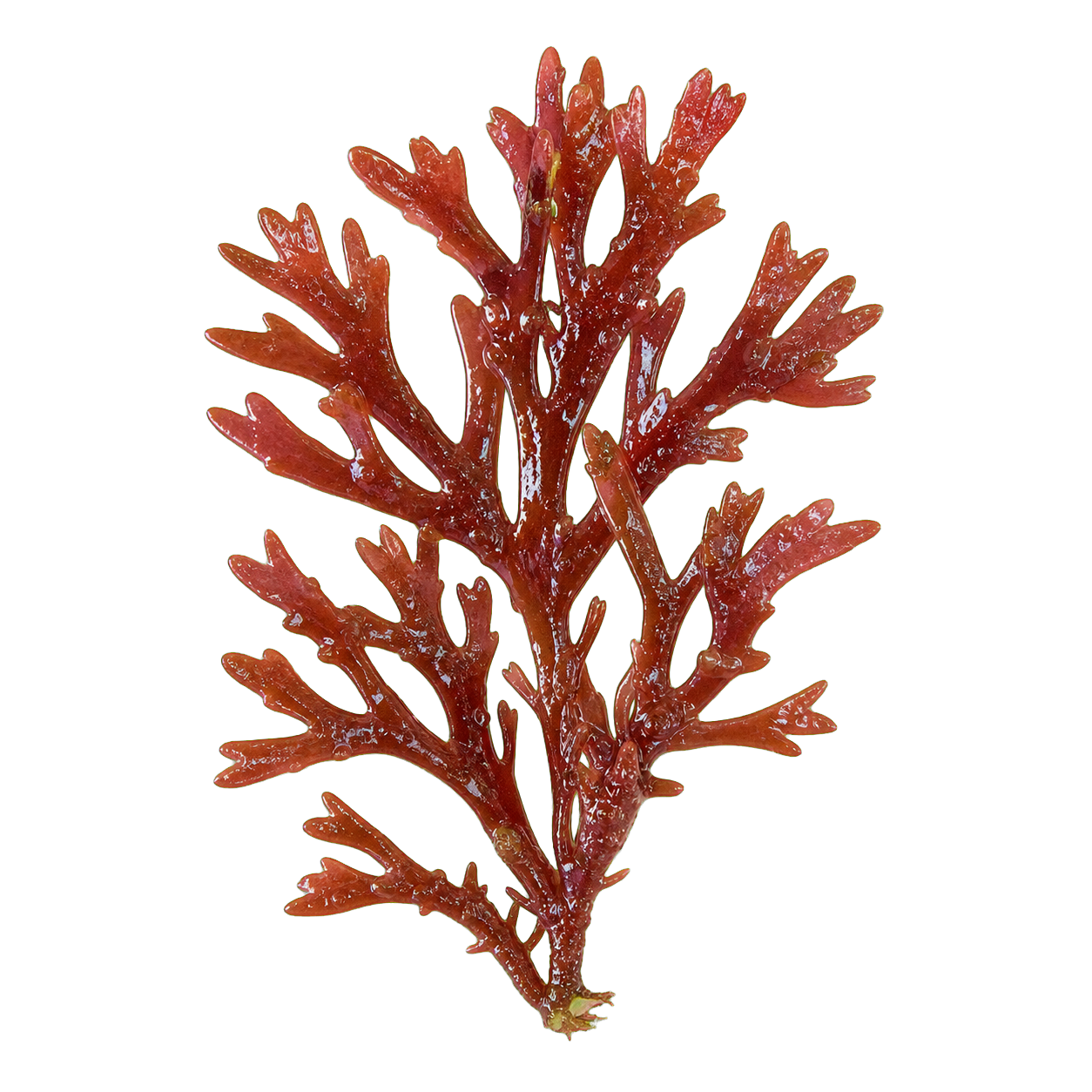 Cut-out of a red algae frond